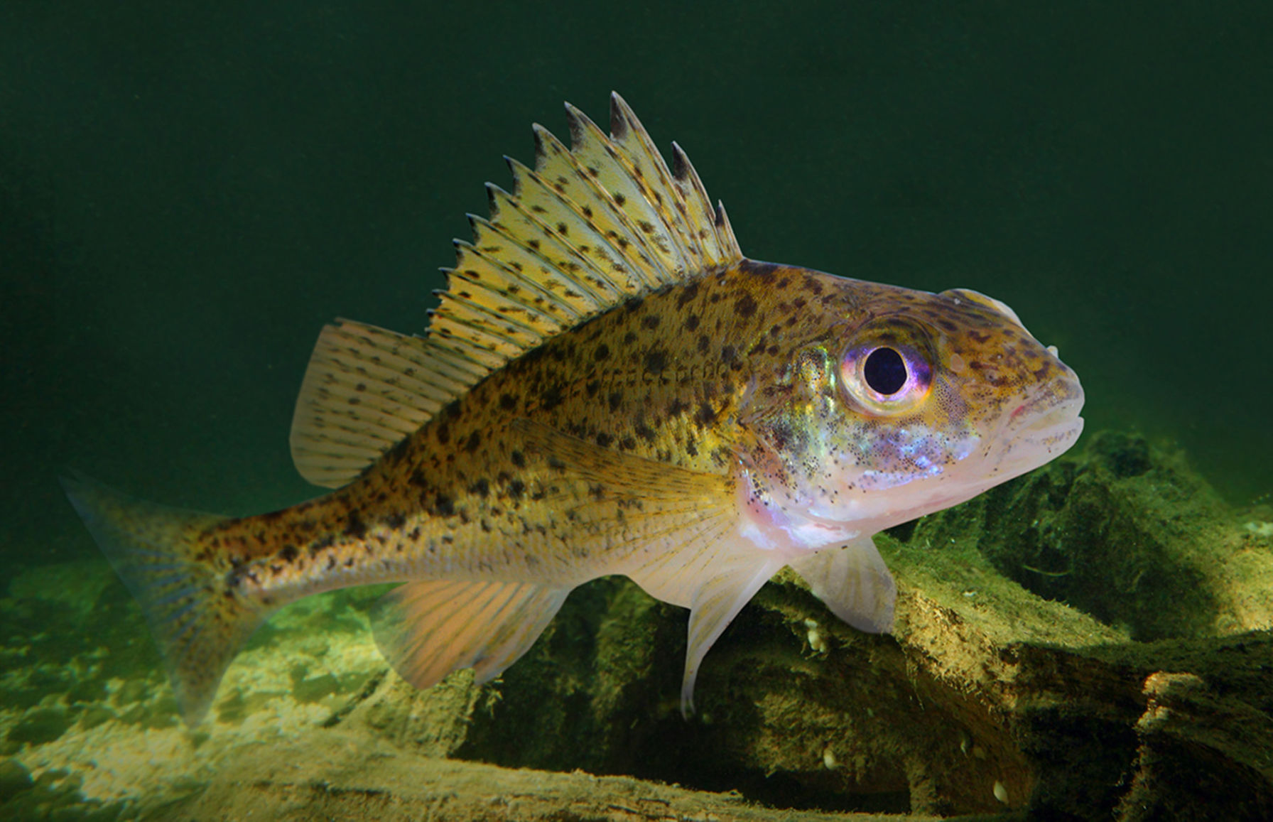 Eurasian Ruffe